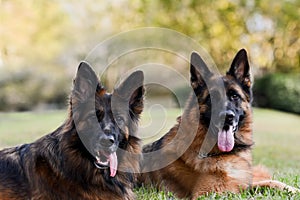 Two German Shepherds on the green grass
