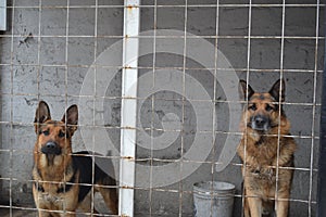 Two german shepherds inside cage looking out to camera