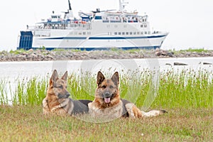 Two German Shepherds