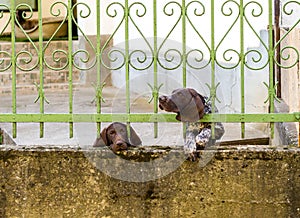 Two German Shorthaired Pointer behind metal fence. One dog looks sad. Another stuck head through bars, motion blur