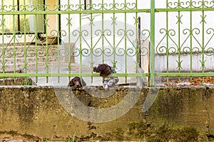 Two German Shorthaired Pointer behind metal fence. One dog looks sad. Another stuck head through bars, motion blur