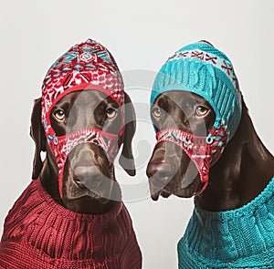 Two German Shorthaired Pointer dogs wearing red and teal balaclavas photo