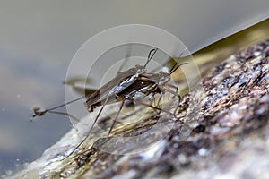 Two Gerris lacustris insects mate on the surface of a garden pond in spring