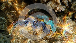 Two Giant Clams in the Coral Reef, Red Sea