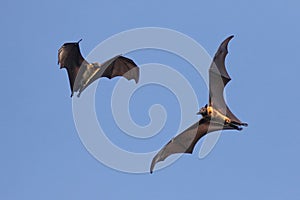 Two Indian flying fox bat on the sky, Pteropus, giganteus photo
