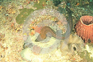 Two giant morays fighting on coral reef in Raja Ampat