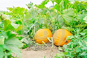 Two giant orange Cinderella fairy tale style pumpkins in a field, with stalks and green leaves showing, in summer, before harvest