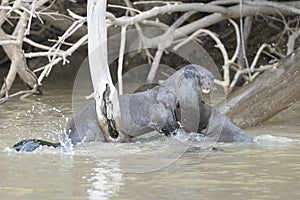 Two giant otter playing