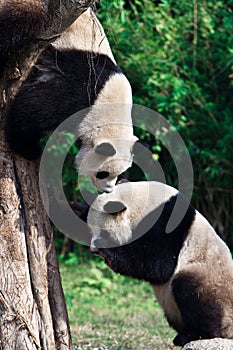 Two Giant Panda