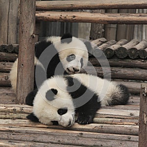 Two giant panda cubs playing