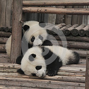 Two giant panda cubs playing