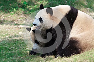 Two Giant Panda playing