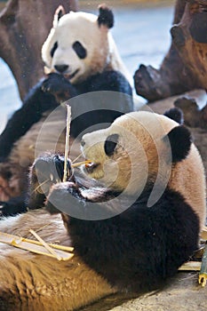 Two Giant pandas are eating bamboo