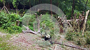 Two Giant pandas eating bamboo leaves