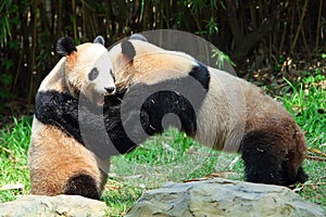 Two giant Pandas are playing in the zoo