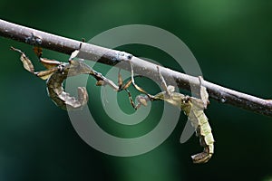 Two Giant prickly stick insect on the branch