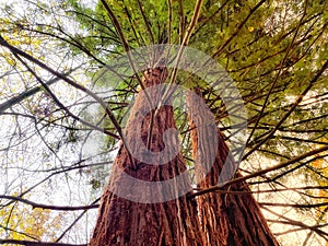 Two giant redwood pine trees