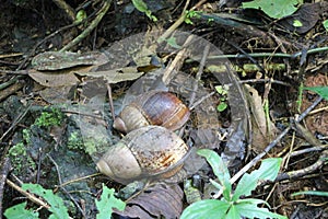 Two Giant snails in the rainforest of Ecuador