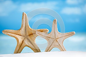 Two giant starfish with white sand, ocean , beach and seascape