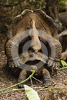 Two Giant Tortoises are mating