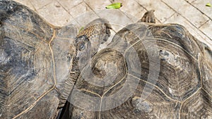 Two giant turtles Aldabrachelys gigantea are resting