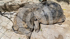 Two giant turtles Aldabrachelys gigantea are sleeping on the path