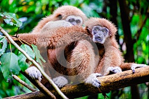 Two gibbon