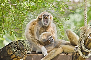 Two Gibbon.