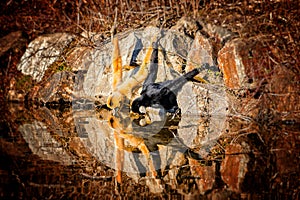 Two Gibbons are drinking water. Holding up the rocks and leaning over the water