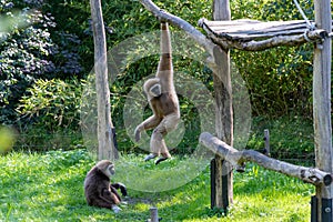 Two Gibbons in an enclosure photo