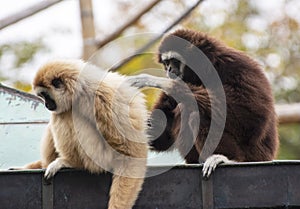 Two gibbons are dedicated to cleaning the fur photo