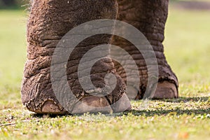 two gigant elephant foods an a field photo