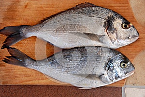 Two gilthead fish photo