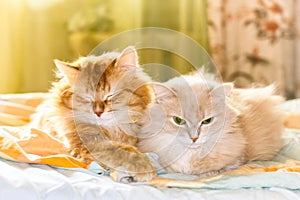 Two ginger cats are resting on bed