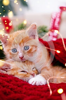 Two Ginger kittens playing with Christmas lights on red. Orange red Cat happy dreams. Holidays card pets