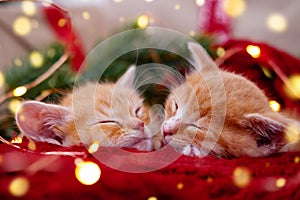 two Ginger kittens sleeping with Christmas lights on red. Orange red Cats happy dreams. Holidays and relax