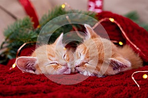 two Ginger kittens sleeping with Christmas lights on red. Orange red Cats happy dreams. Holidays and relax