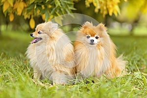 Two ginger pomeranian spitz in the golden autumn park. orange dog friends in fall with falling leaves.