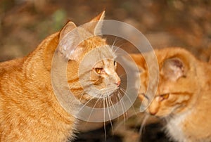 Two ginger red cats. Fluffy ginger cats. close up. Red tabby cat