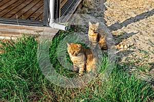 Two ginger tabby cats sit on the beach in Alanya Turkey