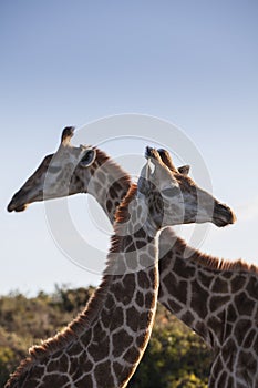 Two giraffe