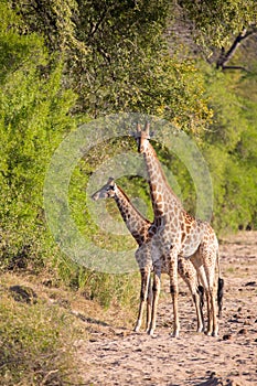 Two giraffe crossing dry river bed looking for fresh trees