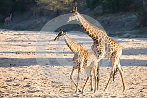 Two giraffe crossing dry river bed looking for fresh trees