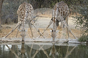 Two giraffe drinking water