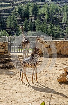 Two giraffe