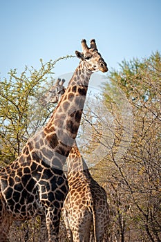 Two giraffe in south africa