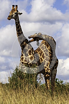 Two Giraffe, twisted bodies, play, jest photo