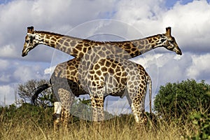 Two Giraffe, twisted bodies, play, jest, form a V shape, twins, duplicates