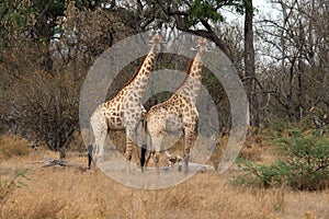 Two giraffes