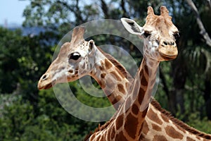 Two giraffes